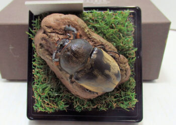 ヤマトカブトムシ♀46.2mm ④