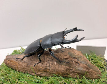 オオクワガタ♂78.2mm①