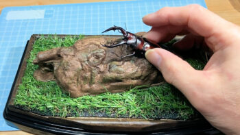 トカラノコ♂65mmを造形流木に仮配置して全体のバランスを確認する。