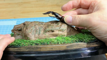 腹部の位置に接着部が付くように固定します。