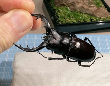 トクノシマノコギリ♂69.2mm②