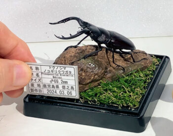 トクノシマノコギリクワガタオス69mmt