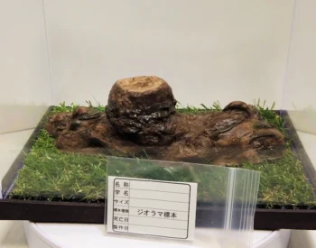 造形流木L-02g