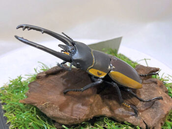 ビソンノコギリクワガタ♂７２mmレプリカジオラマ標本d