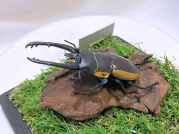 ビソンノコギリクワガタ♂７２mmレプリカジオラマ標本e