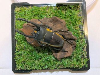 ビソンノコギリクワガタ♂７２mmレプリカジオラマ標本f