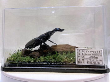 ダイオウヒラタ♂８０mmレプリカジオラマ標本a