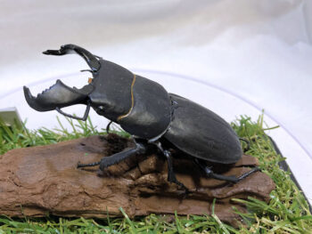 ダイオウヒラタ♂８０mmレプリカジオラマ標本d