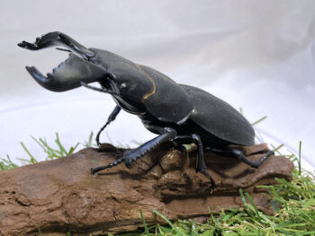 ダイオウヒラタ♂８０mmレプリカジオラマ標本e