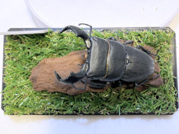 ダイオウヒラタ♂８０mmレプリカジオラマ標本f
