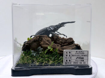 ダールマンツヤ クワガタ♂８６mmジオラマ標本（レプリカ）c