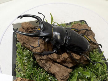 ダールマンツヤ クワガタ♂８６mmジオラマ標本（レプリカ）f