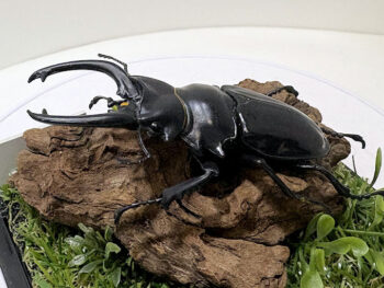 ダールマンツヤ クワガタ♂８６mmジオラマ標本（レプリカ）e