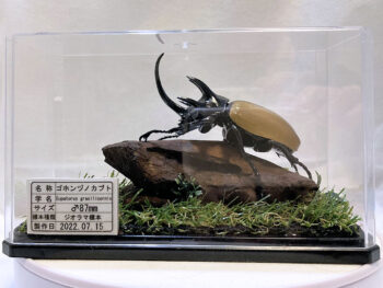 ダイオウヒラタ♂８０mmレプリカジオラマ標本ca