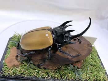 ダイオウヒラタ♂８０mmレプリカジオラマ標本ce