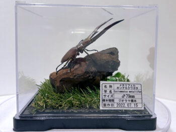 メタリフェル ホソアカ♂７９mmレプリカジオラマ標本a