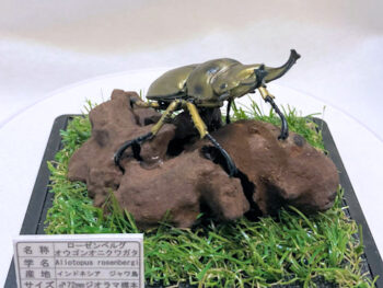 オウゴンオニクワガタ♂７２mmレプリカジオラマ標本b