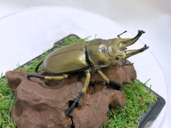 オウゴンオニクワガタ♂７２mmレプリカジオラマ標本c