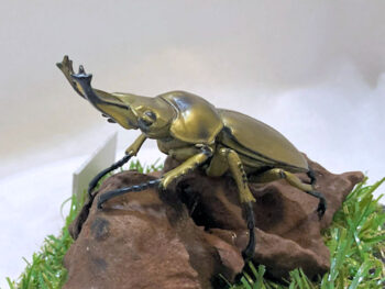 オウゴンオニクワガタ♂７２mmレプリカジオラマ標本e