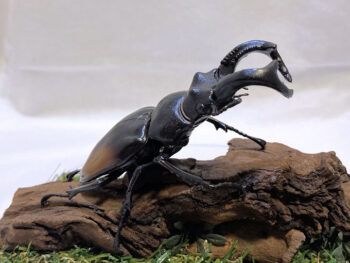 セアカフタマタ♂８５mmレプリカジオラマ標本ce