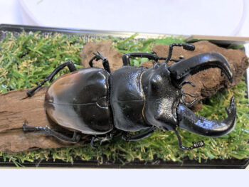セアカフタマタ♂８５mmレプリカジオラマ標本cf