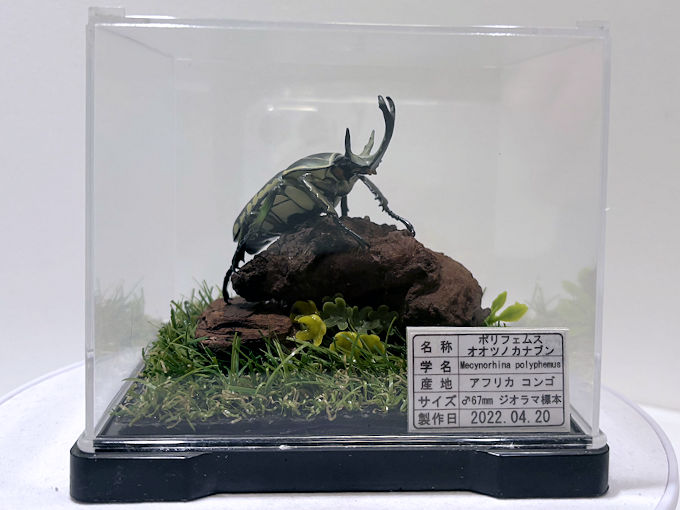 ポリフェムスオオツノカナブン♂68mmレプリカジオラマ標本a