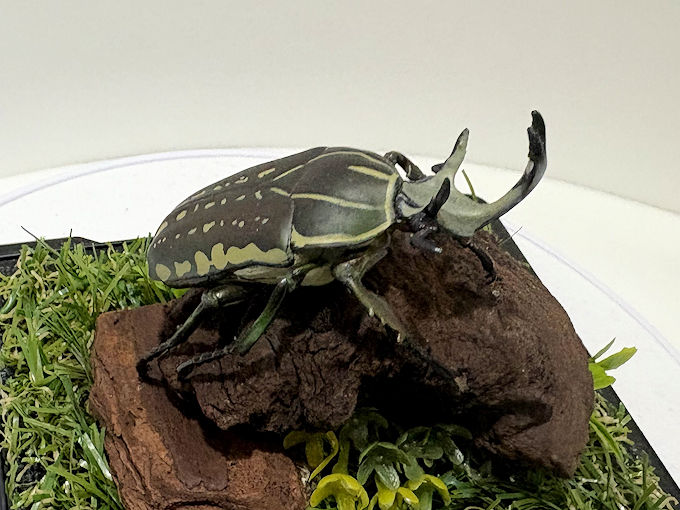 ポリフェムスオオツノカナブン♂68mmレプリカジオラマ標本b