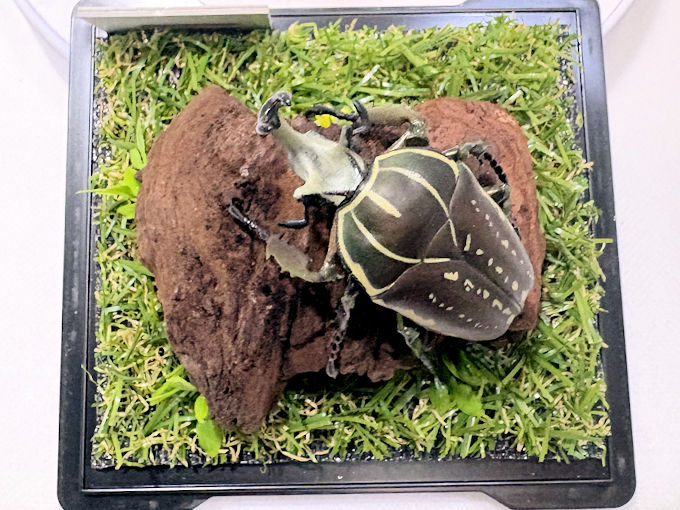 ポリフェムスオオツノカナブン♂68mmレプリカジオラマ標本f