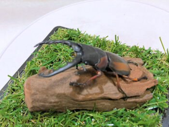 サバゲノコギリクワガタ♂６２mmレプリカジオラマ標本f