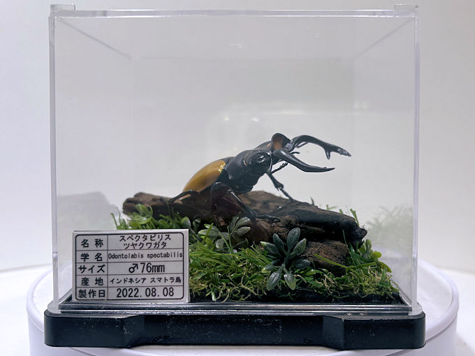 スペクタビリスツヤ♂76mmレプリカジオラマ標本a