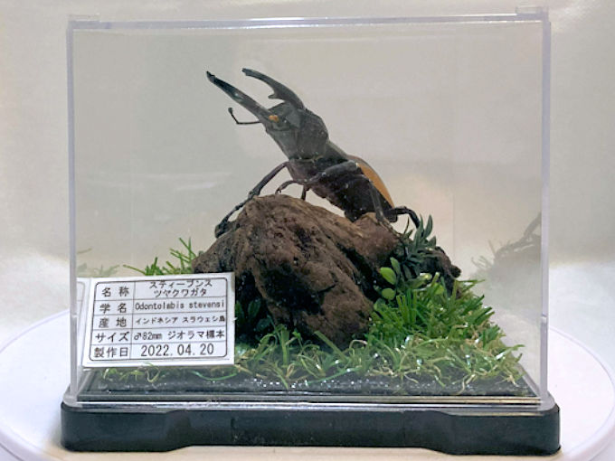 スティーブンスツヤクワガタ♂82mma
