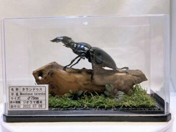 タランドゥスオオツヤクワガタ♂７９mmレプリカジオラマ標本ca