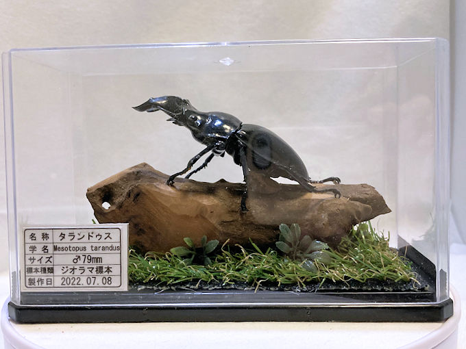 タランドゥスオオツヤクワガタ♂79mmレプリカジオラマ標本a