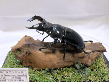 タランドゥスオオツヤクワガタ♂７９mmレプリカジオラマ標本cb