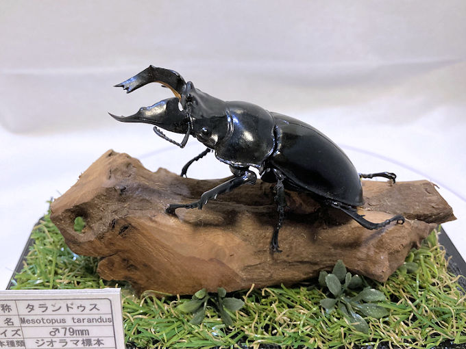 タランドゥスオオツヤクワガタ♂79mmレプリカジオラマ標本c