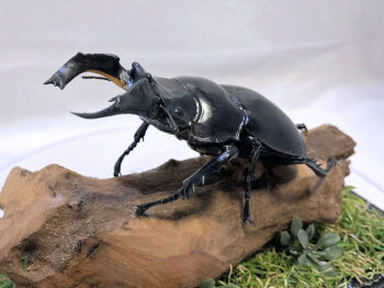 タランドゥスオオツヤクワガタ♂７９mmレプリカジオラマ標本cc