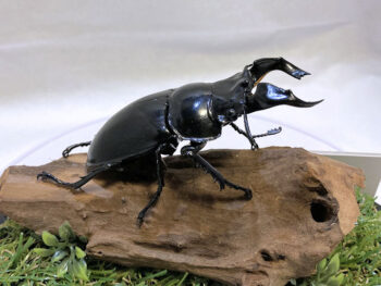 タランドゥスオオツヤクワガタ♂７９mmレプリカジオラマ標本cd