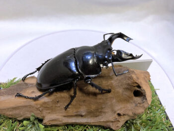 タランドゥスオオツヤクワガタ♂７９mmレプリカジオラマ標本ce