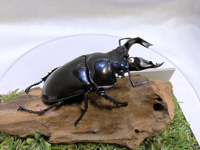 タランドゥスオオツヤクワガタ♂79mmレプリカジオラマ標本d