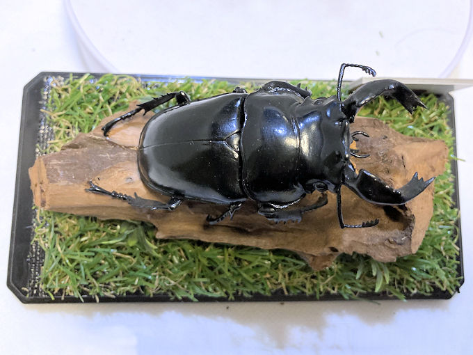 タランドゥスオオツヤクワガタ♂79mmレプリカジオラマ標本f