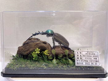 ヤンソン テナガコガネ♂５５mmレプリカジオラマ標本ca