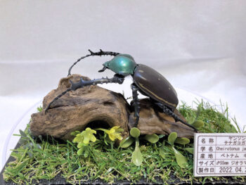 ヤンソン テナガコガネ♂５５mmレプリカジオラマ標本cb
