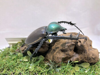 ヤンソン テナガコガネ♂５５mmレプリカジオラマ標本ce