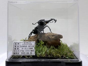 ヨーロッパ ミヤマクワガタ♂７６mmレプリカジオラマ標本a