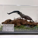 マンディブラリスフタマタ♂１０６mmレプリカジオラマ標本a