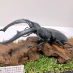 マンディブラリスフタマタ♂１０６mmレプリカジオラマ標本c