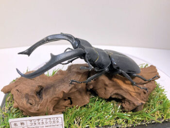 マンディブラリスフタマタ♂１０６mmレプリカジオラマ標本c