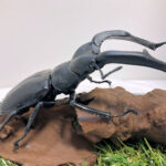 マンディブラリスフタマタ♂106mmレプリカジオラマ標本 | オオクワ