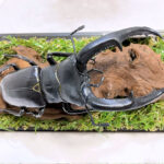 マンディブラリスフタマタ♂１０６mmレプリカジオラマ標本e