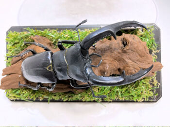 マンディブラリスフタマタ♂１０６mmレプリカジオラマ標本e